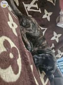 Photo of Mastiff x lab puppies *NEED GONE*