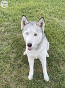 Photo of Siberian Husky