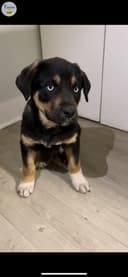 Photo of Rottweiler Puppy
