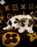 Photo of Husky Cross Puppies