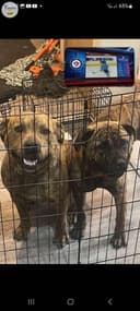 Photo of Cane Corso/Bull Mastiff cross American Staffordshire terrier puppies