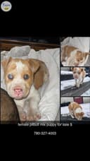 Photo of Puppy for sale