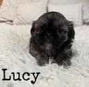 Photo of Shih tzu puppies