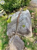 Photo of L.H. Longbow 21st Century