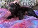 Photo of REDUCED! 2 Mini ShorkiePoo Girl Puppies still available!