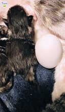 Photo of MINIATURE- kitten- clean-docile-litter trained