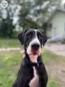 Photo of 2 yr old Great Dane mix