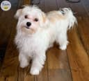 Photo of Companion &/or Support Dog Female Biewer (Yorkshire) Terrier