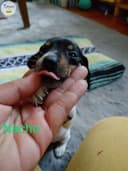 Photo of Gorgeous miniature Dachshunds