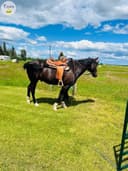 Photo of Registered 18yr old Standardbred Gelding