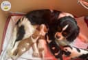 Photo of Des adorables cavalier King Charles