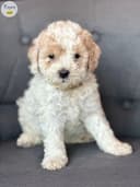 Photo of Bichon poodles