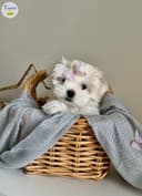 Photo of Maltese Female