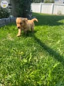 Photo of Purebred Golden Retriever’s