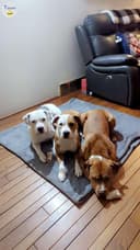 Photo of Beautiful well trained dogs for rehoming