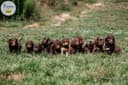 Photo of Labradoodle puppies