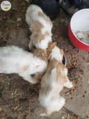 Photo of Cockerspaniel puppies