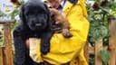 Photo of CKC registered French Briard Puppies