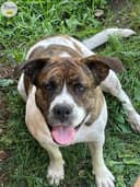 Photo of Urgent need to find home