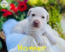 Photo of Labrador Retriever puppies