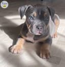 Photo of Blue and Lilac Registered Bully Puppies
