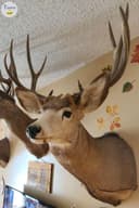 Photo of 1 Mule Deer Mount Left w papers