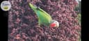 Photo of Wanted-Female Cuban Amazon