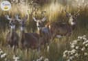 Photo of Power and Grace - Carl Brenders White-Tailed Deer Price Reduced