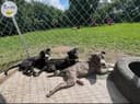 Photo of XL Bully Pups