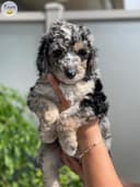 Photo of F1BB Aussiedoodle Blue Merle