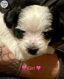 Photo of Yorkie/Biewer Terrier puppy’s
