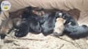 Photo of German Shepherd cross pups