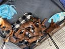 Photo of Purebred Rhodesian Ridgebacks