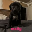 Photo of puppies for sale