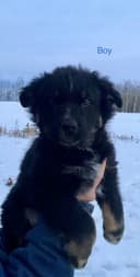 Photo of German Shepherd/Australian Shepherd/Blue Heeler puppies