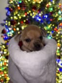 Photo of Chihuahua Puppies