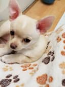 Photo of Quality Chihuahua Puppies For Sale