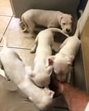 Photo of Absolutely Dogo Argentino Puppies For Sale