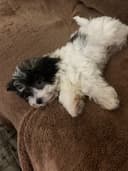 Photo of 8 week old maltipoo ready for his new home