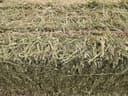 Photo of Small square hay bales