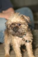Photo of Brussels Griffon puppy