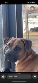 Photo of Free boxer/pit mix for rehoming