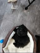 Photo of poodle/ havenese puppy