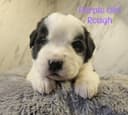 Photo of Saint Bernard Puppies