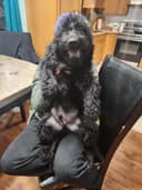 Photo of Goldendoodles