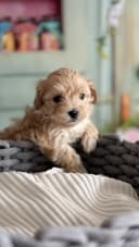 Photo of Maltipoo F1 KOREAN BLOOD
