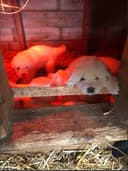 Photo of Pure Maremma Puppies