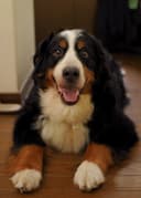 Photo of Bella the Bernese Mountain dog