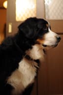 Photo of Bella the Bernese Mountain dog