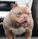Photo of Next Level Pocket Bullies